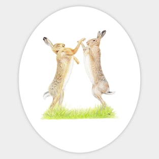 Boxing Hares Drawing Sticker